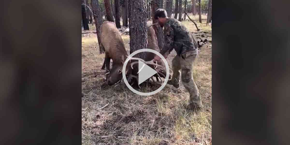 [Vidéo] Des chasseurs viennent en aide à deux cerfs coincés autour d’un arbre
