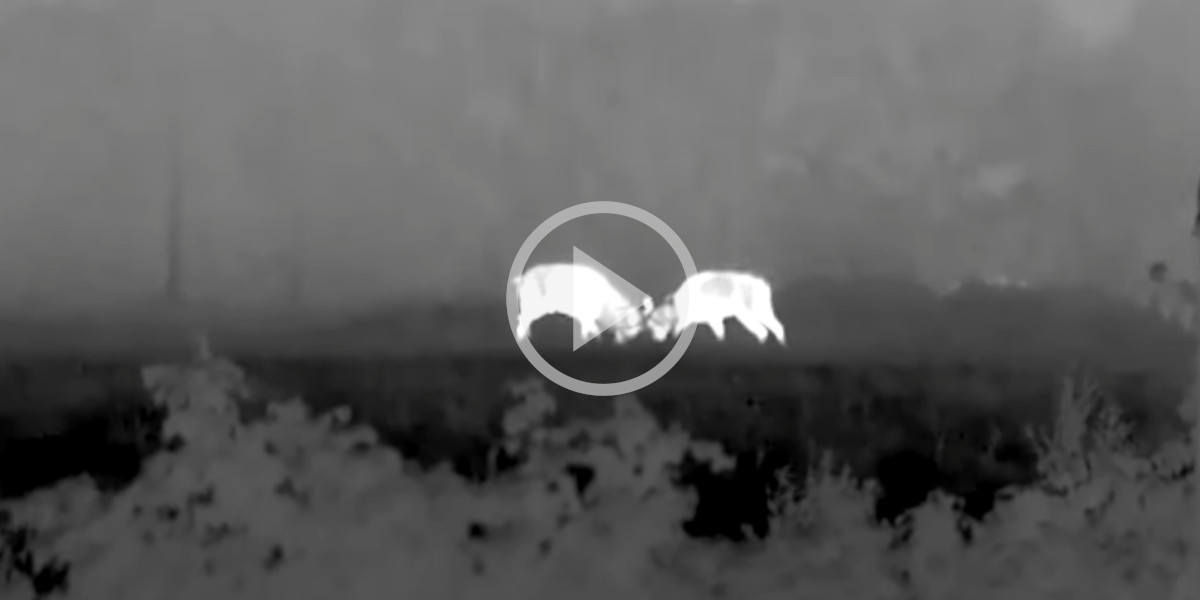 [Vidéo] Un combat de cerfs filmé à l’aide d’une caméra thermique