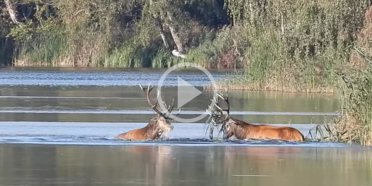 [Vidéo] Deux cerfs livrent un combat épique au risque de se noyer