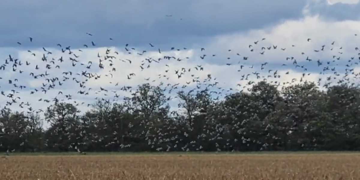 [Vidéo] Les palombes sont arrivées en masse en Sologne