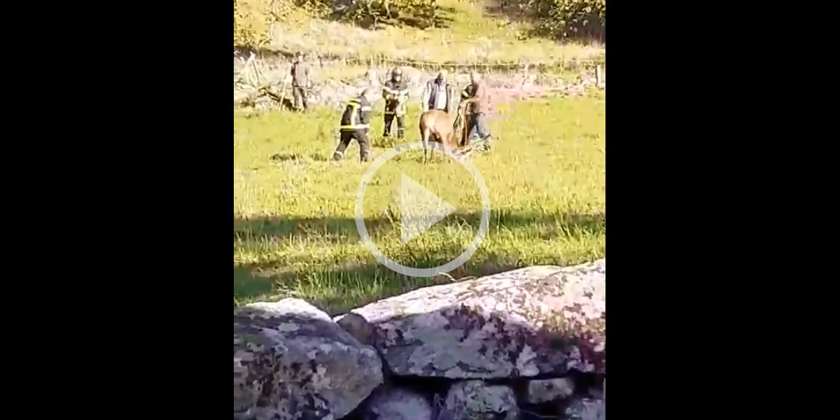 [Vidéo] Les chasseurs et les pompiers sauvent un cerf pris au piège dans du fil électrique en Isère