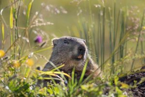 Les écologistes veulent interdire la chasse de la marmotte
