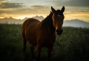 L'Australie annonce le tir des chevaux sauvages en hélicoptère