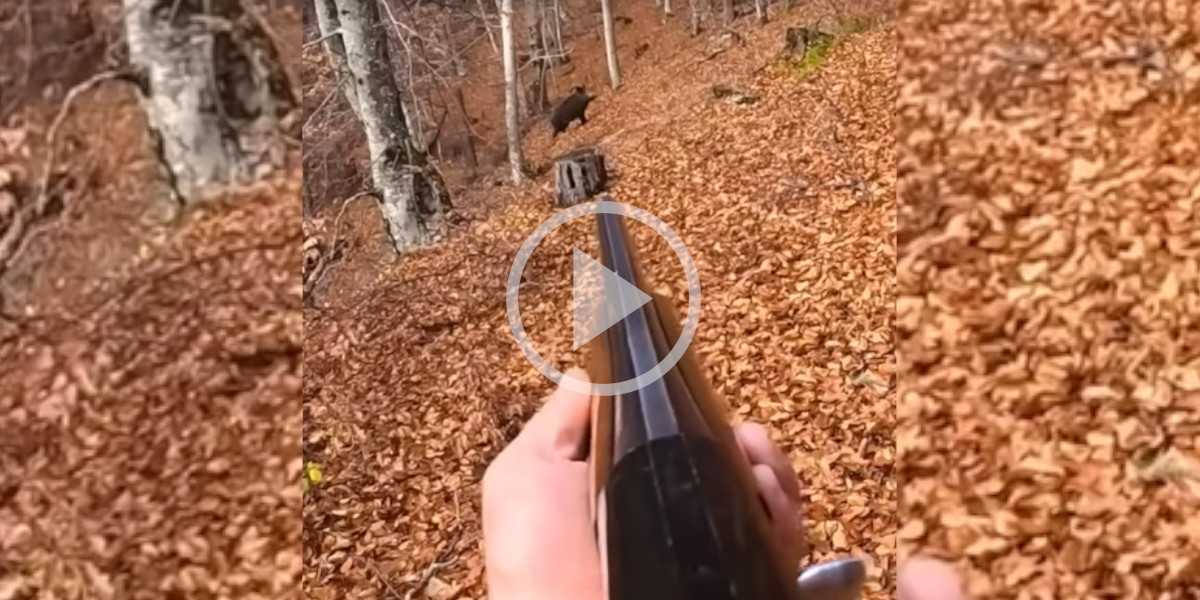 [Vidéo] Un quadruplé de sangliers au calibre 12