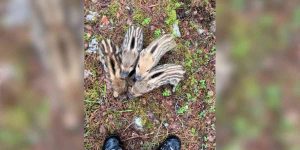 quatre marcassins aux pieds d'un chasseur