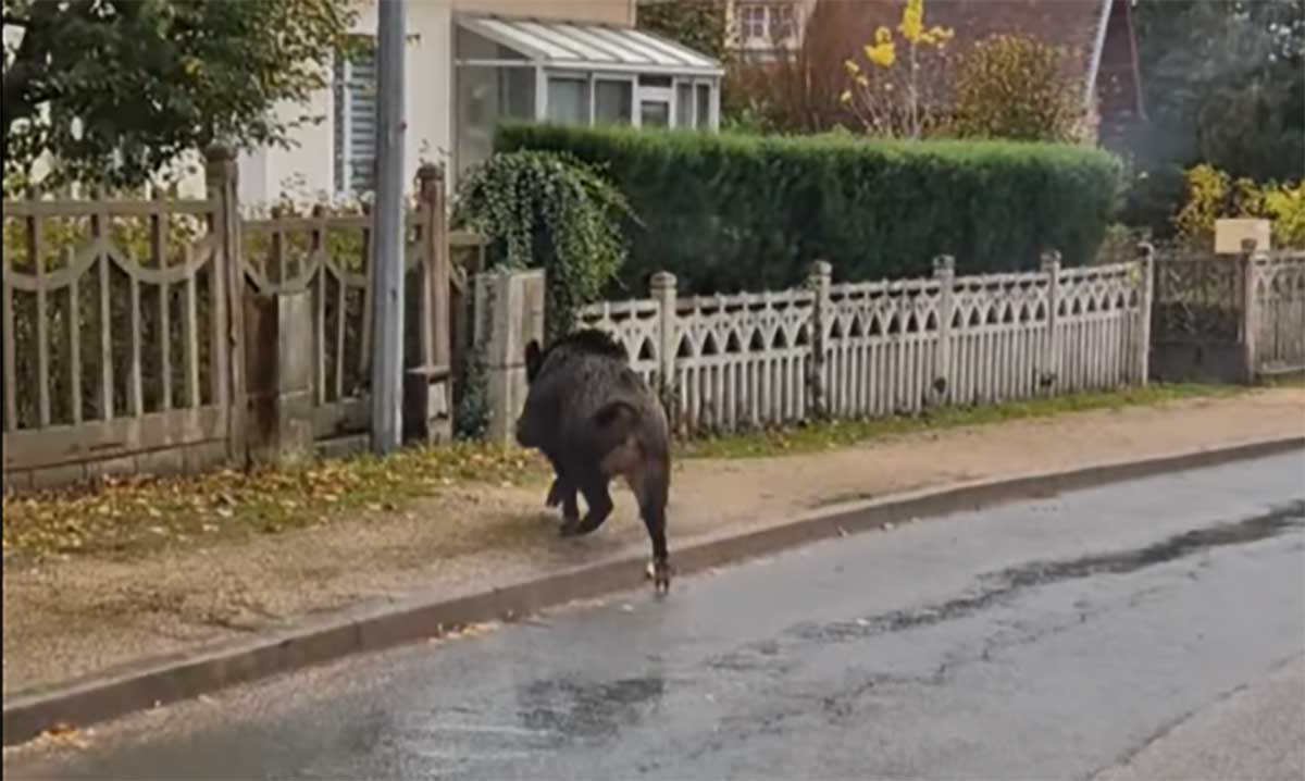 [Vidéo] Un sanglier défonce une clôture en béton en pleine journée