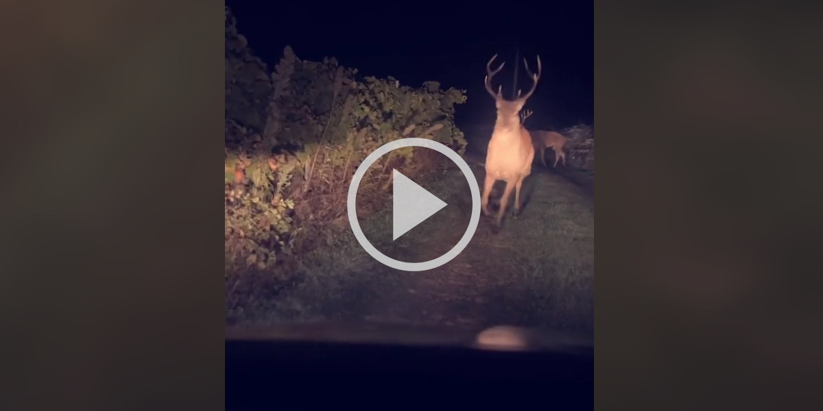 [Vidéo] Un cerf s’oppose brusquement à un véhicule sur un chemin de campagne