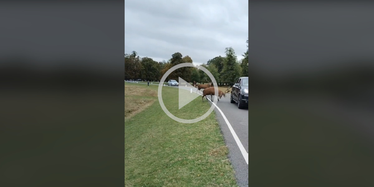 [Vidéo] Un cerf ruine un Porsche Cayenne