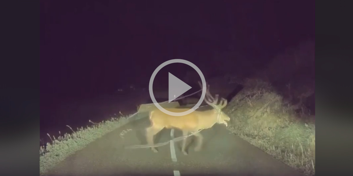 [Vidéo] Un cerf emmêlé dans une clôture filmé sur une route de Haute-Savoie