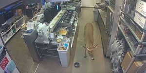 un cerf de virginie entre avec fracas dans un restaurant