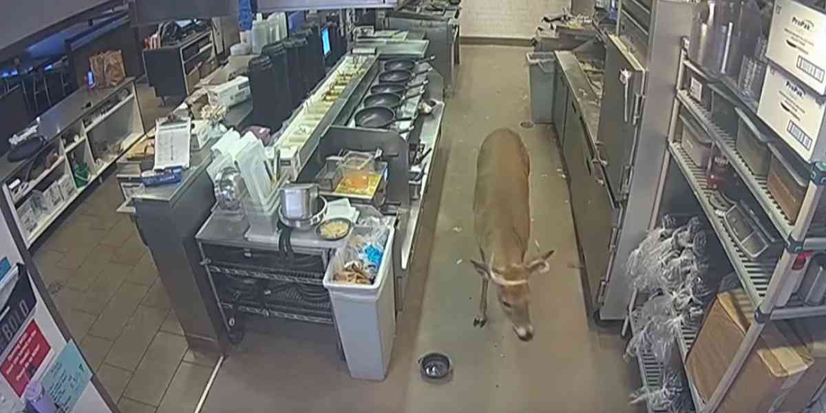 [Vidéo] Un cervidé entre avec fracas dans un restaurant bondé et traverse les cuisines