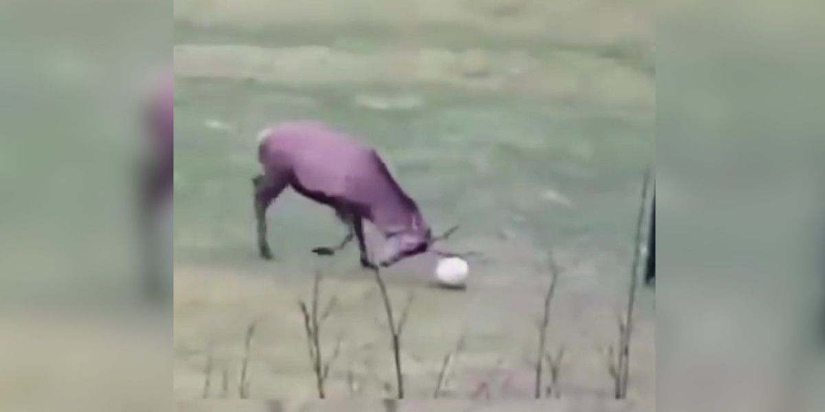 [Vidéo] Un cerf marque un but avec un ballon et fait une danse de la joie