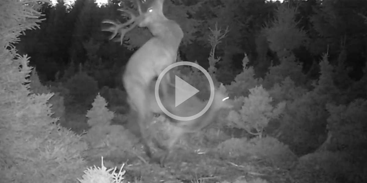 [Vidéo] Un grand cerf un peu trop pressé de s’accoupler