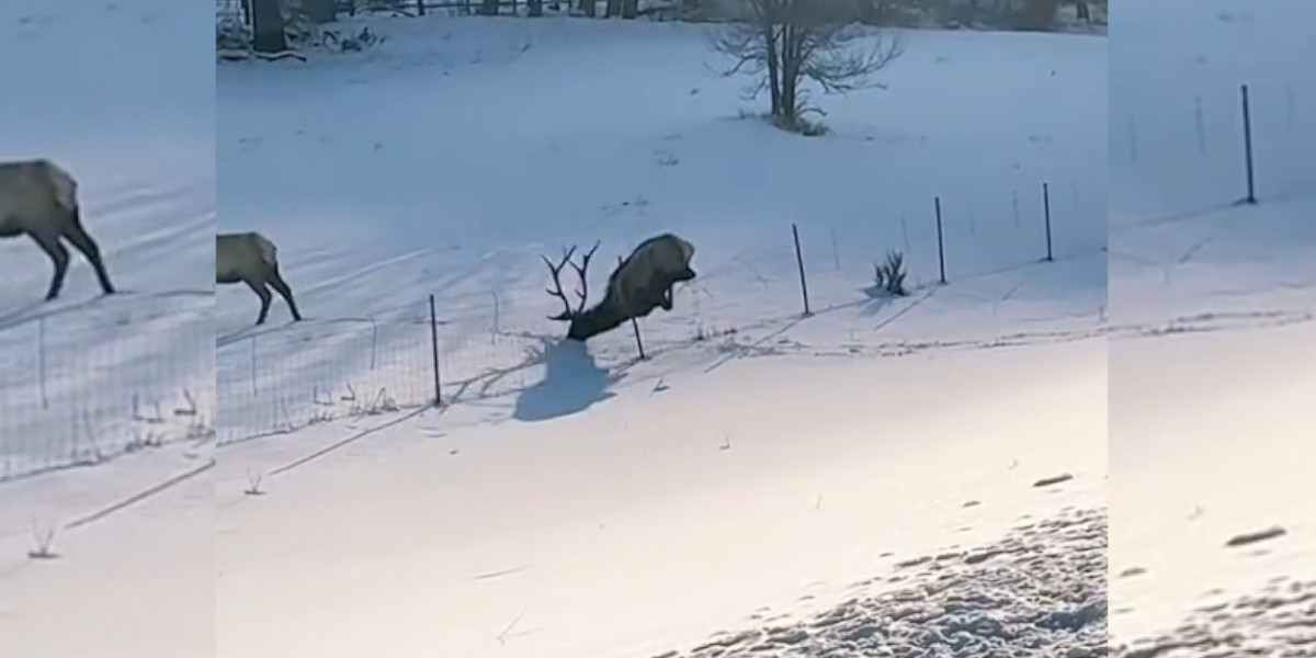 [Vidéo] Un cervidé loupe totalement son saut et fait une très mauvaise chute