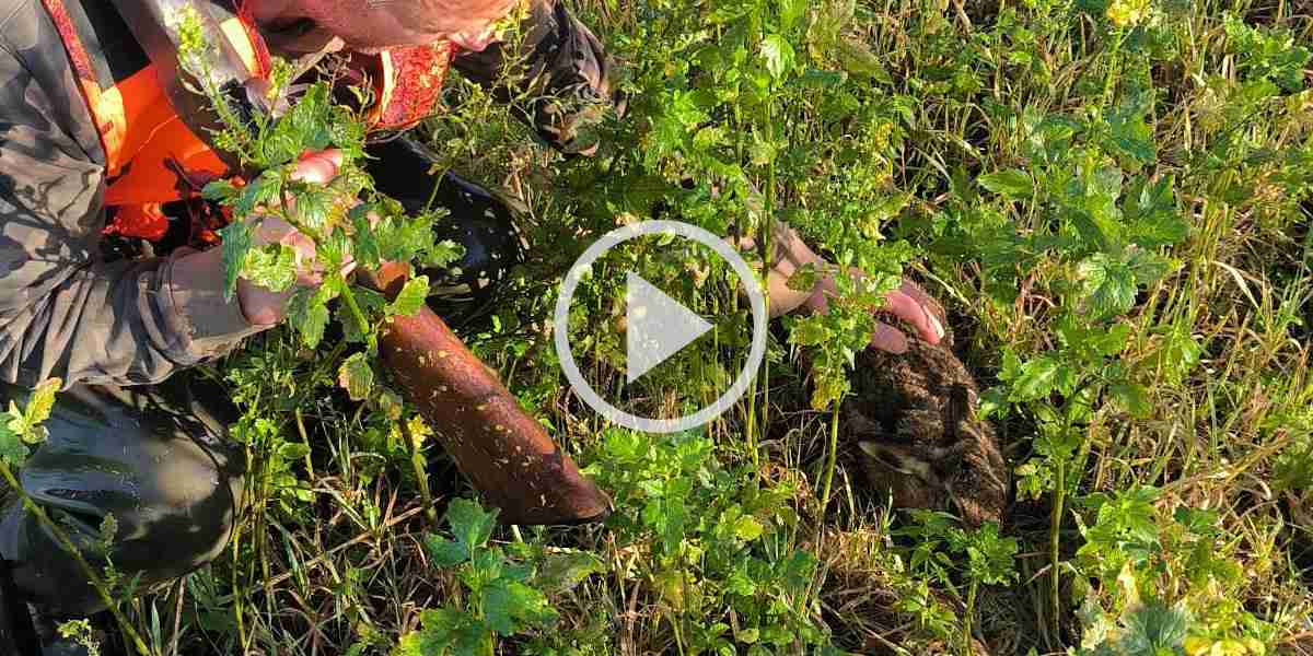 [Vidéo] Un chasseur trouve un lièvre au gîte qui se laisse caresser avant de fuir