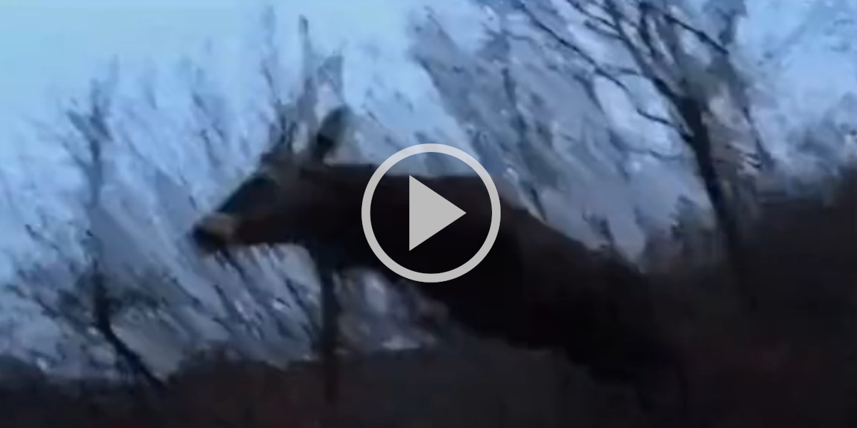 [Vidéo] Un homme plonge au sol et évite des cerfs de justesse