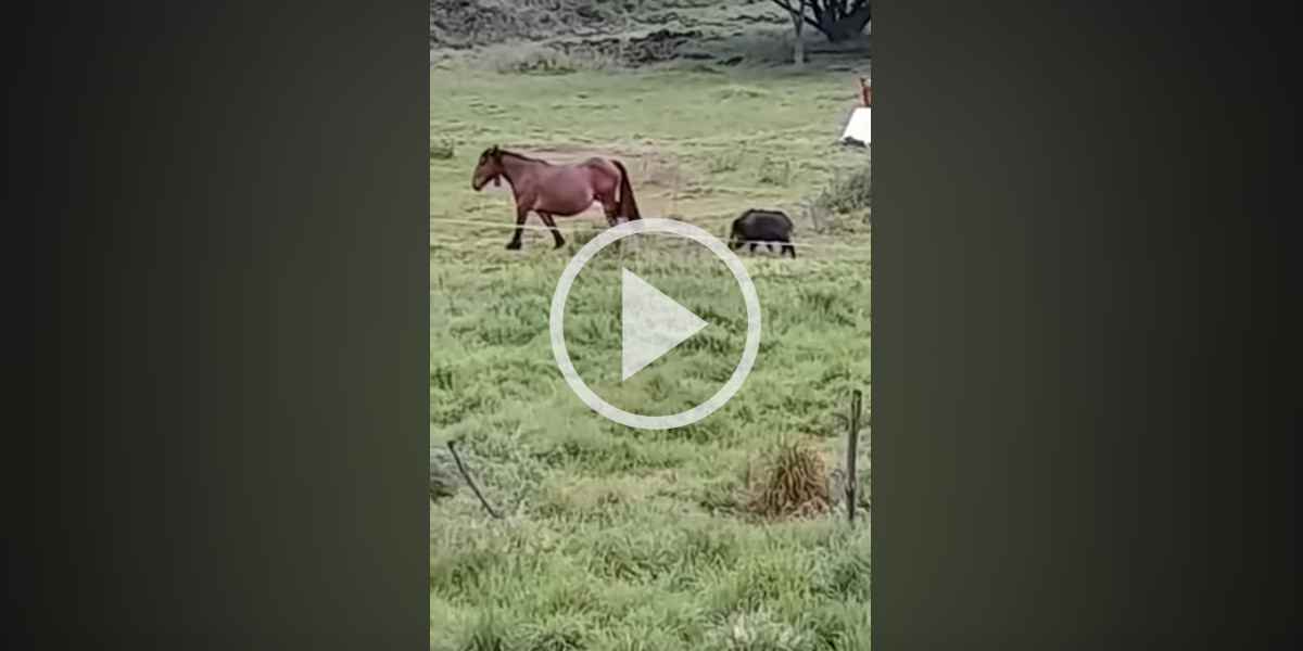 [Vidéo] Un sanglier ennuie un cheval qui va lui envoyer une violente ruade en pleine face