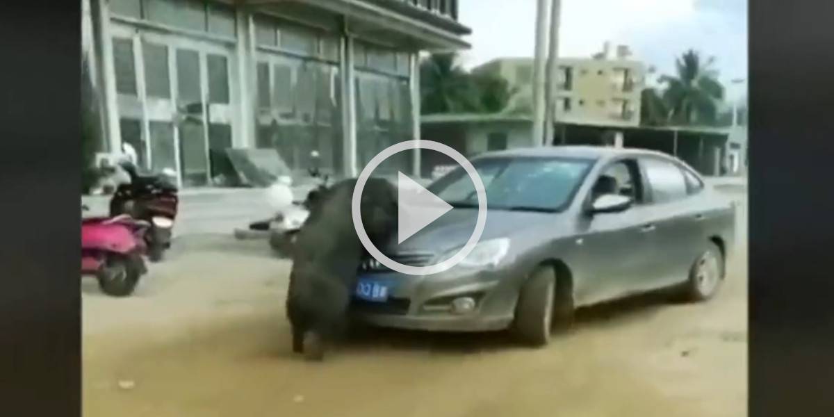 [Vidéo] Un cochon imposant refuse de laisser passer une voiture