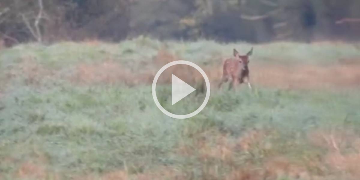 [Vidéo] Un faon fait le fou auprès de sa mère et se lance dans un sprint effréné
