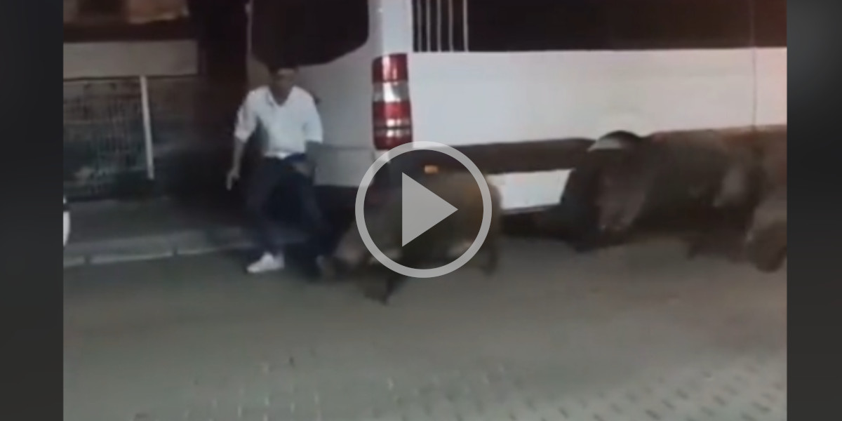 [Vidéo] Un homme se cache derrière un van pour jouer un mauvais tour à des sangliers