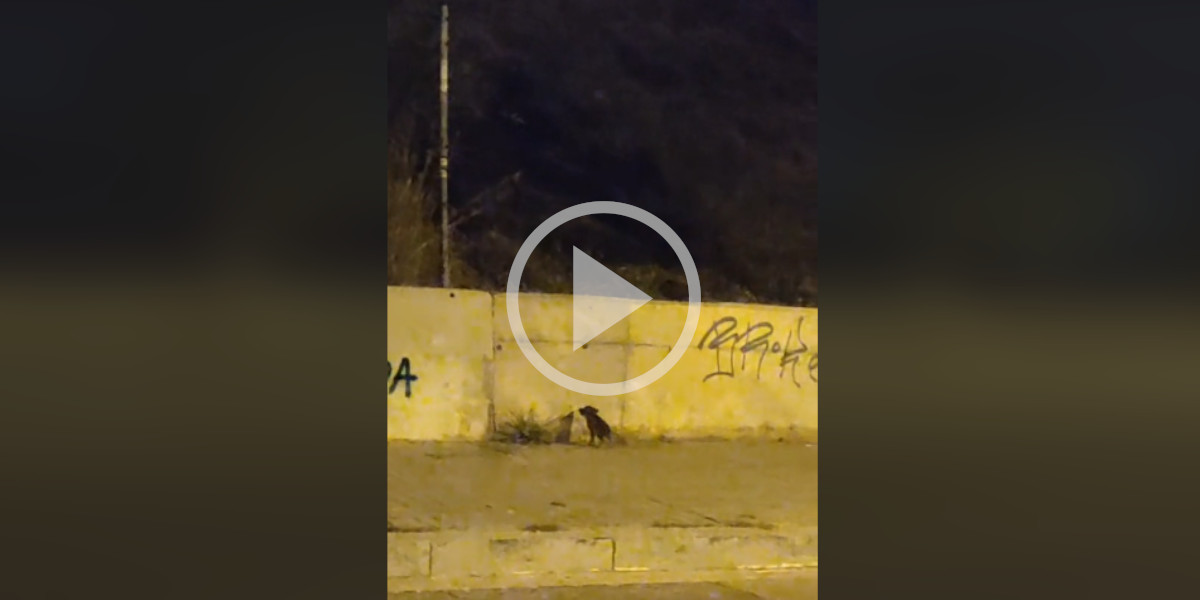 [Vidéo] Un petit marcassin effrayé et seul au bord de la route cherche un moyen de rejoindre sa mère