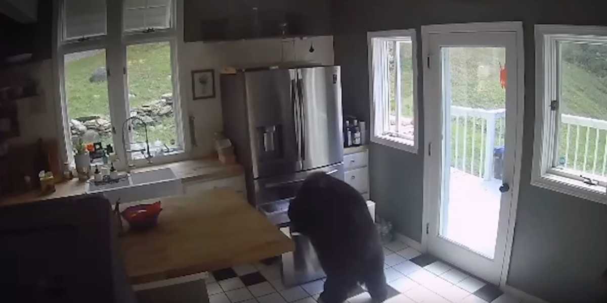 [Vidéo] Un ours pénètre dans une maison et fait ses courses dans le frigo