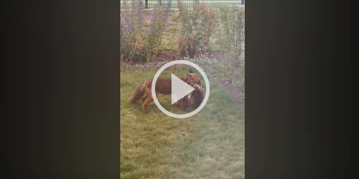 [Vidéo] Un renard attrape une proie dans un jardin et ce n’est pas un mulot