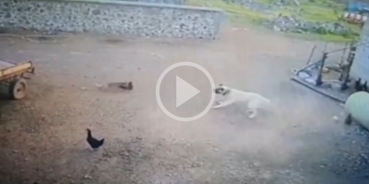 [Vidéo] Un renard vole une poule au nez et à la barbe d’un chien de garde