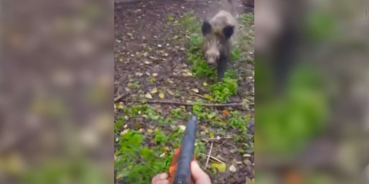 [Vidéo] Un sanglier charge droit sur un chasseur qui évite le pire de justesse
