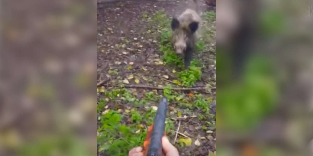 un sanglier charge un chasseur qui le tire à bout portant