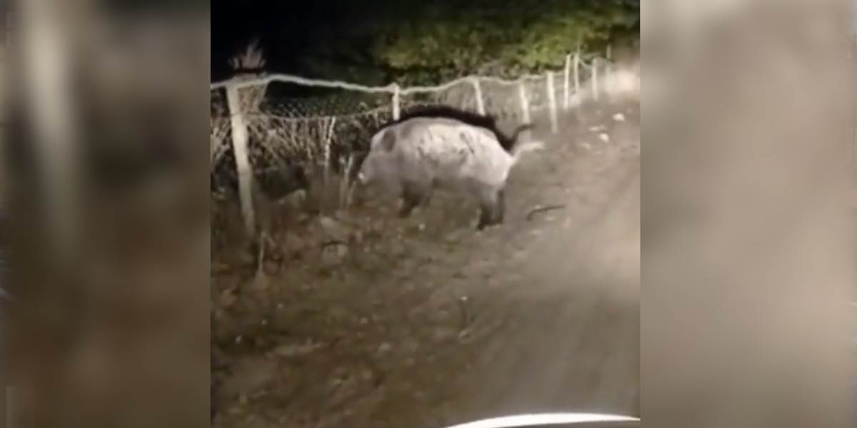 [Vidéo] Un gros sanglier perd patience et défonce un grillage pour s’enfuir