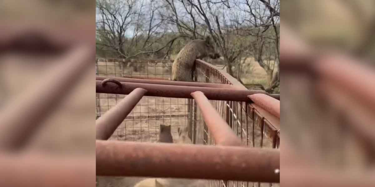 [Vidéo] Un sanglier grimpeur parvient à s’enfuir d’un piège