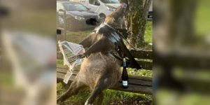 un sanglier installé sur un banc avec un journal et une bouteille de vin