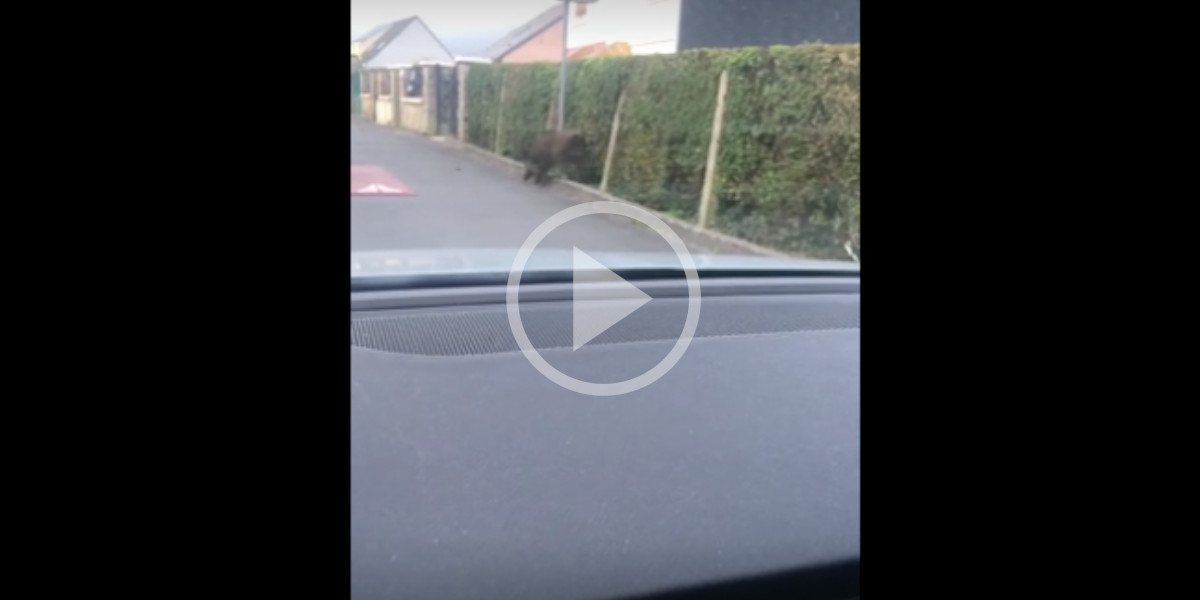 [Vidéo] Un sanglier de belle taille aperçu sur les routes de Revin dans les Ardennes