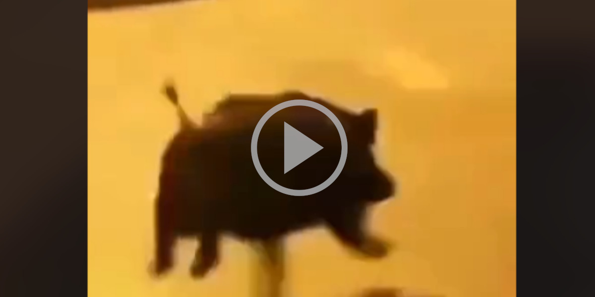 [Vidéo] Un sanglier passe au travers d’un portail à une vitesse hallucinante