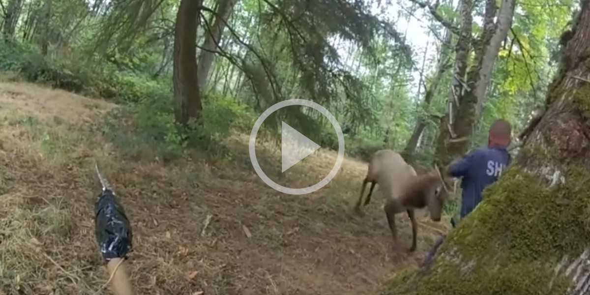 [Vidéo] Un policier obligé de plonger au sol pour ne pas se faire empaler par un wapiti