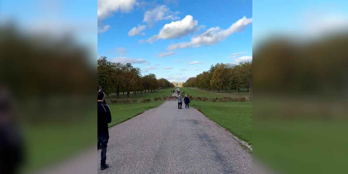 [Vidéo] La harde impressionnante du Windsor Great Park traverse sous les yeux du public