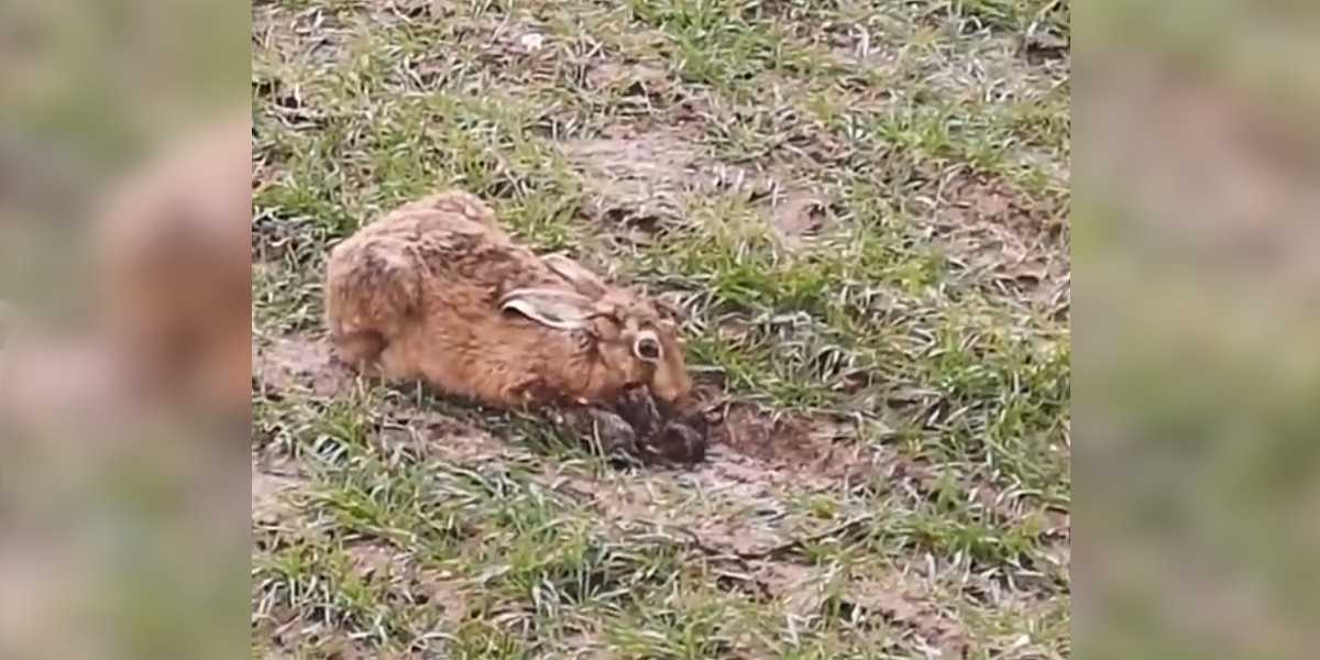 [Vidéo] Une hase prend soin de ses nouveaux-nés