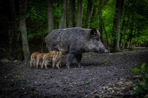 La Wallonie durcit le ton avec les sangliers