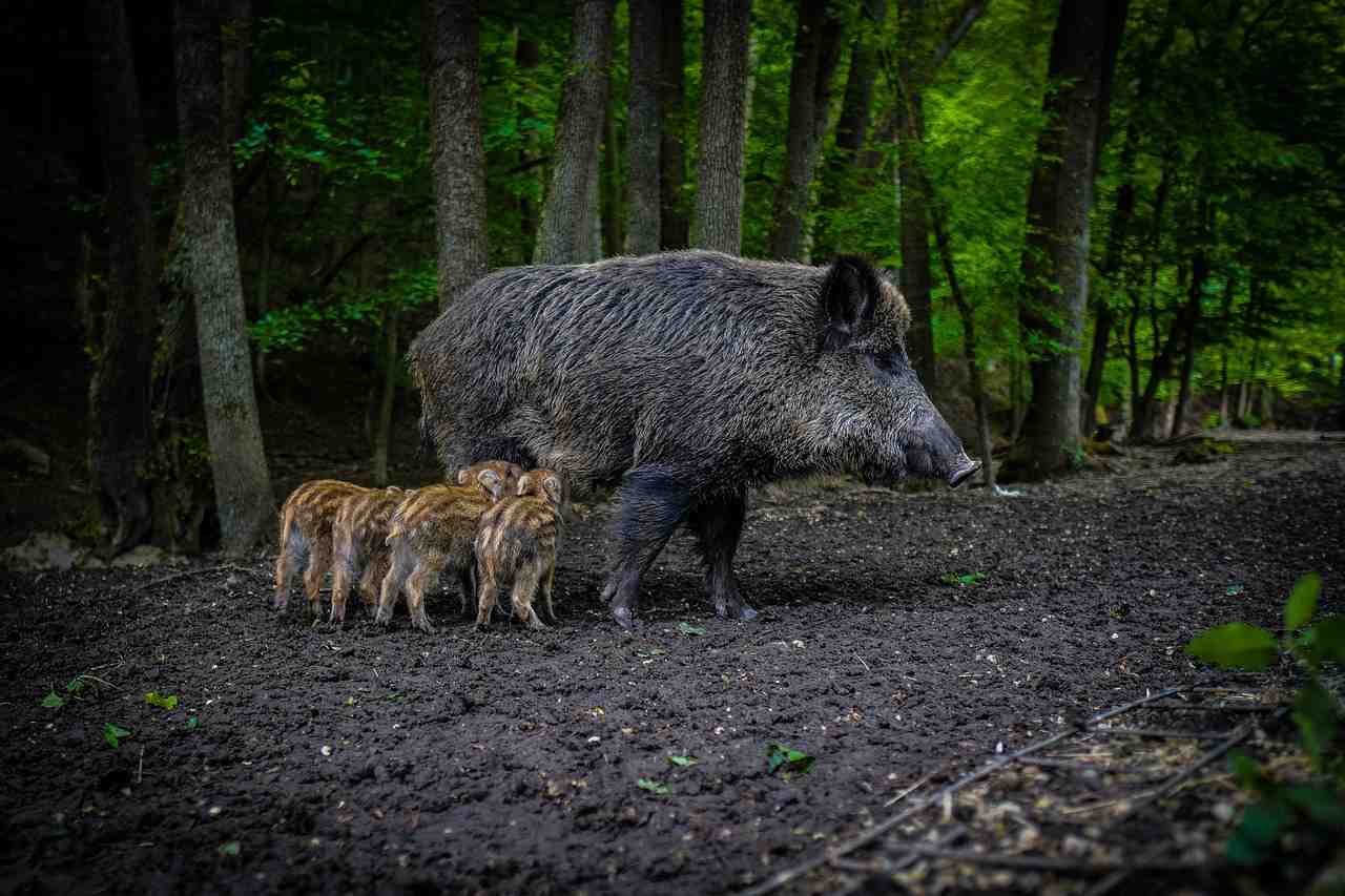 La chasse aux sangliers suspendue jusqu’à nouvel ordre dans le Sud-Ouest