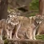 Aujourd’hui, les associations animalistes font la morale à la Suisse pour sa gestion du loup