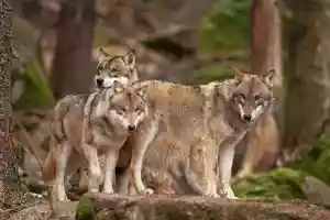 Aujourd’hui, les associations animalistes font la morale à la Suisse pour sa gestion du loup