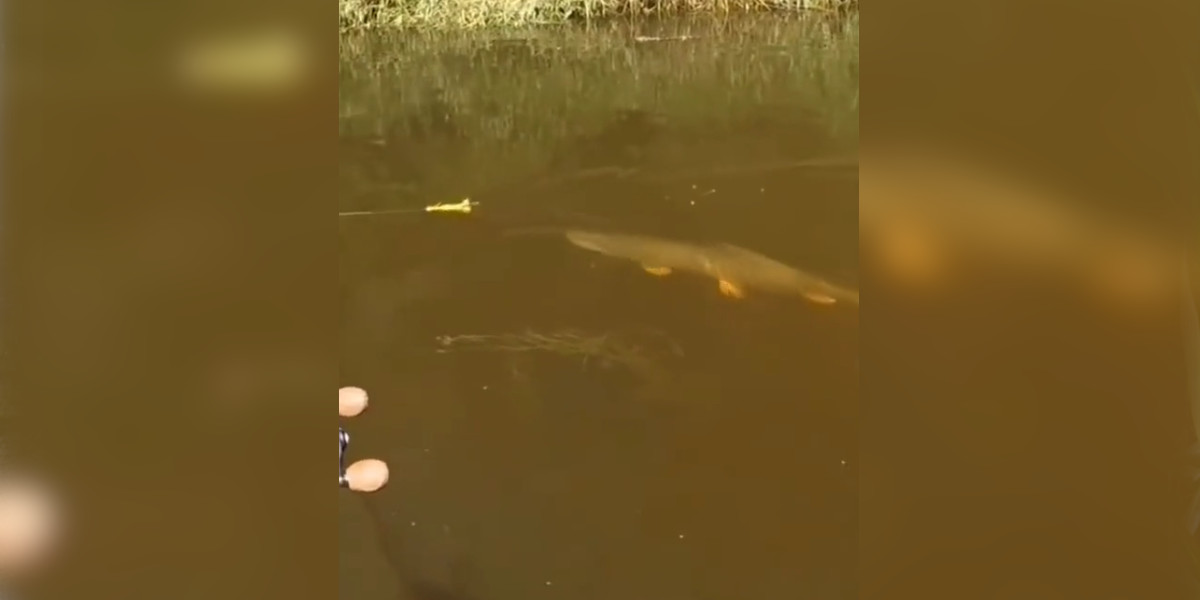 [Vidéo] Grosse attaque d’un brochet sur un leurre auquel il n’a pas su résister