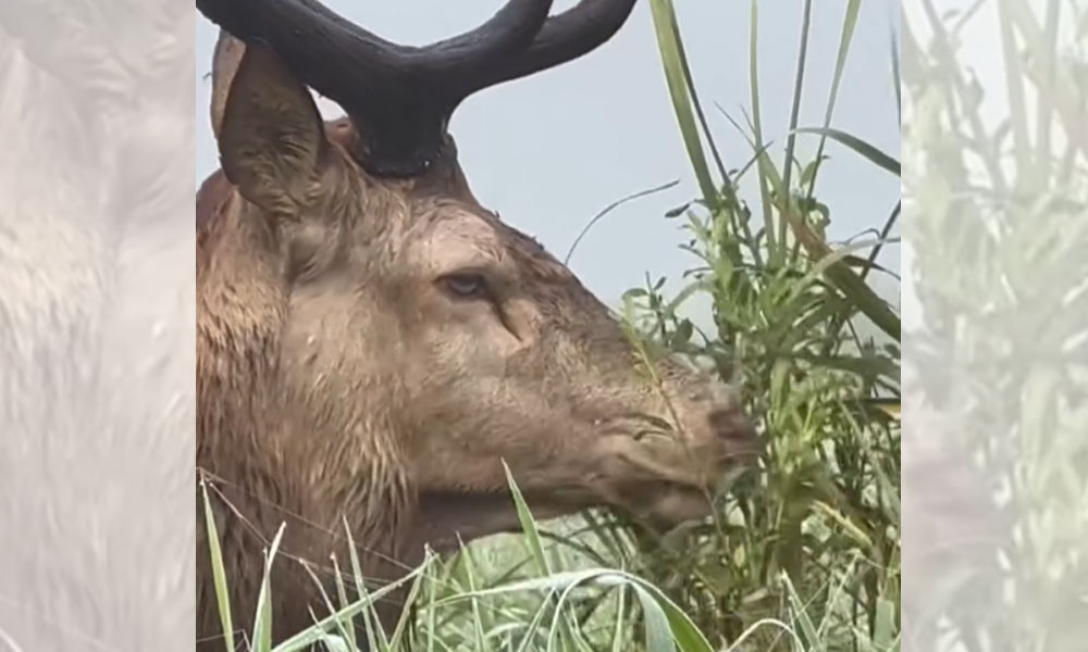 [Vidéo] Un cerf qui brame est filmé plus près que jamais