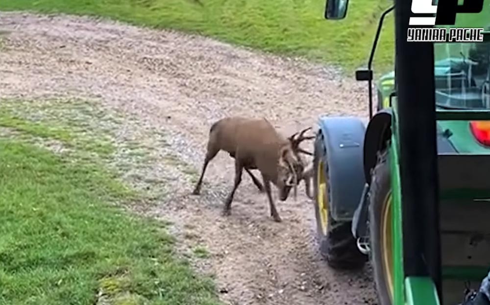 [Vidéo] Un énorme cerf bloque le passage d’un tracteur