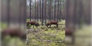 combat épique entre deux grands cerfs