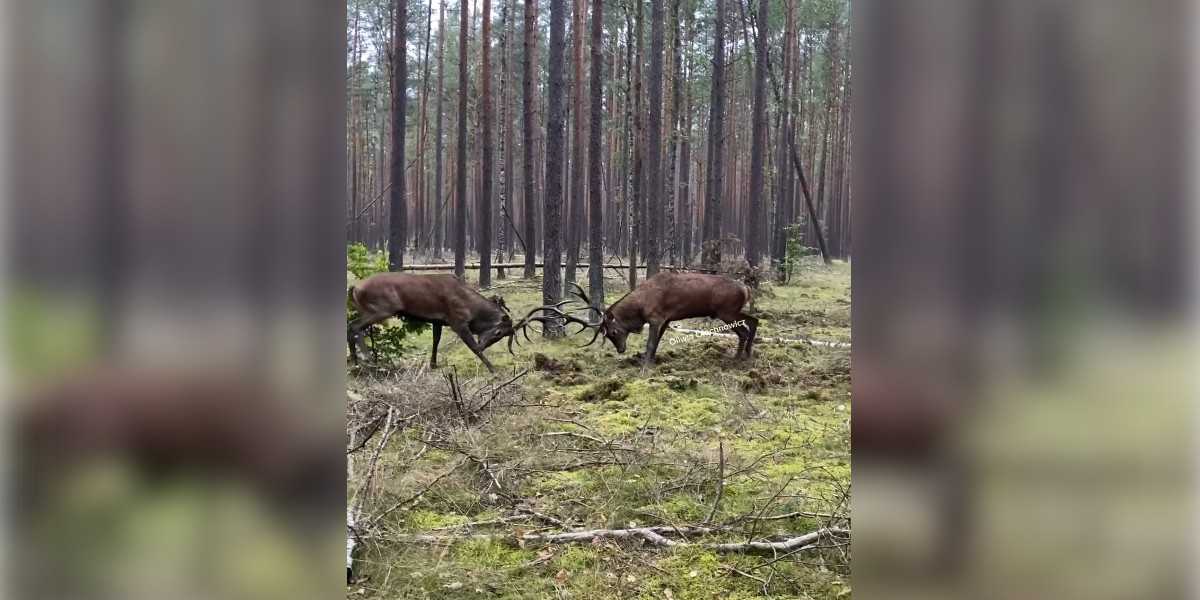 [Vidéo] Deux cerfs en plein combat au milieu des bois ne se rendent pas compte qu’ils sont filmés