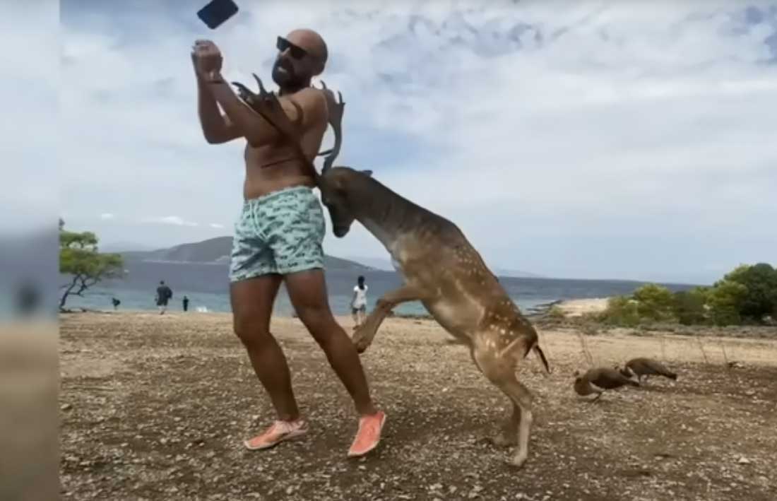 [Vidéo] Un daim charge un touriste et lui casse plusieurs côtes