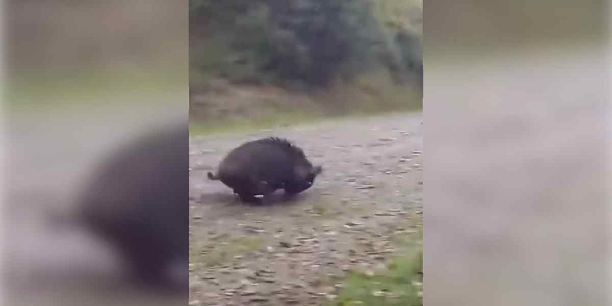 [Vidéo] Un posté fait un doublé de sangliers extrêmement rapide