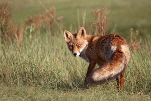 Photo de chasse en espagne fait polémique